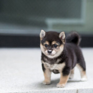 SHIBA INU